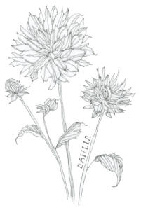 Bee's Wing Farm Flower Illustration of Dalia