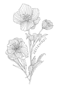 Bee's Wing Farm Flower Illustration of Hellebores