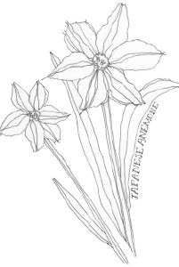 beeswingfarm-japanese-anemone-flower-illustration