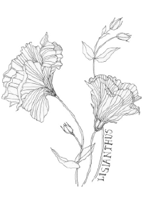 Bee's Wing Farm Flower Illustration of Lisianthus