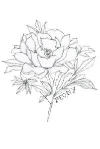 beeswingfarm-peony-flower-illustration