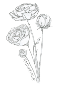 Bee's Wing Farm Flower Illustration of Ranunculus