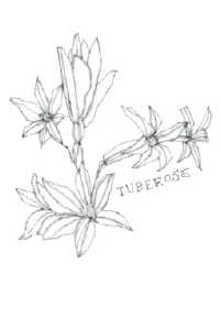 beeswingfarm-tuberose-flower-illustration