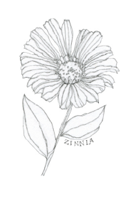 Bee's Wing Farm Flower Illustration of Zinnia