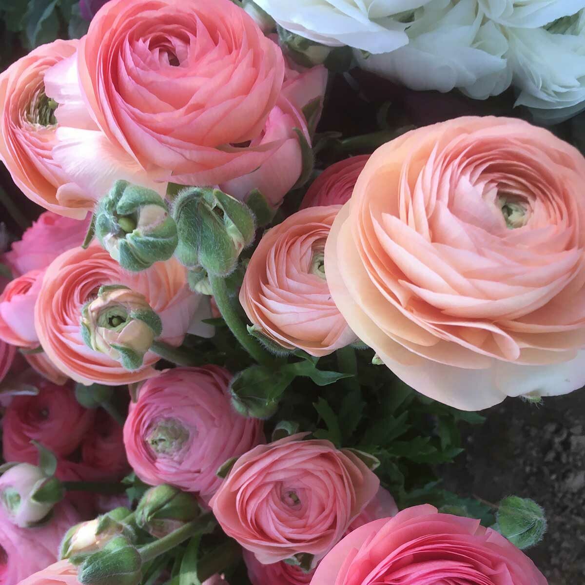 ranunculus-flower-csa-subscription